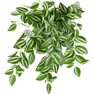 Puede incluir: Una planta colgante con tallos largos y colgantes y hojas verdes con rayas blancas.