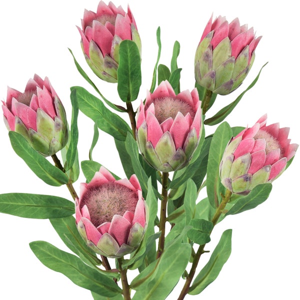 Pale Rose Red Sugarbush Baby Protea Silk Artificial Tropical Flowers 8 Stems 18.9" Tall - FiveSeasonStuff Floral