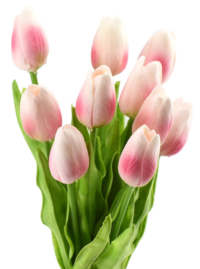 May include: A bouquet of pink and white tulips with green stems and leaves.