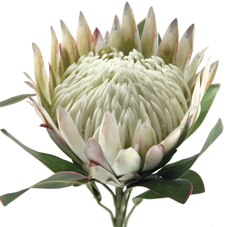 FiveSeasonStuff 1 Stem Floral White King Protea Silk Etsy
