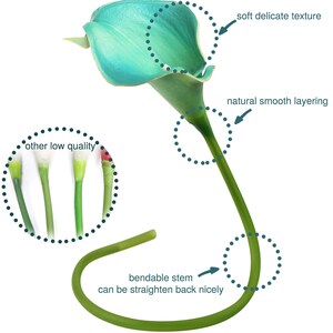 Peut inclure: Une fleur de lys calla sarcelle avec une longue tige verte flexible. L'image contient des &eacute;tiquettes de texte : soft delicate texture, natural smooth layering, bendable stem can be straighten back nicely, et other low quality.