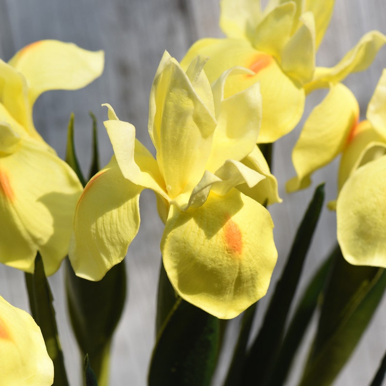 Fiveseasonstuff 6 Long Stems Iris yellow Real Touch Etsy Australia