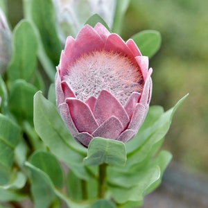 Dusty Rose Pink Sugarbush Baby Protea Silk Artificial Tropical Flowers 6 Stems 18.9 Tall FiveSeasonStuff Floral image 7