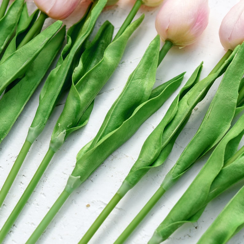 May include: Close-up of several pink tulip stems with green leaves against a white background.