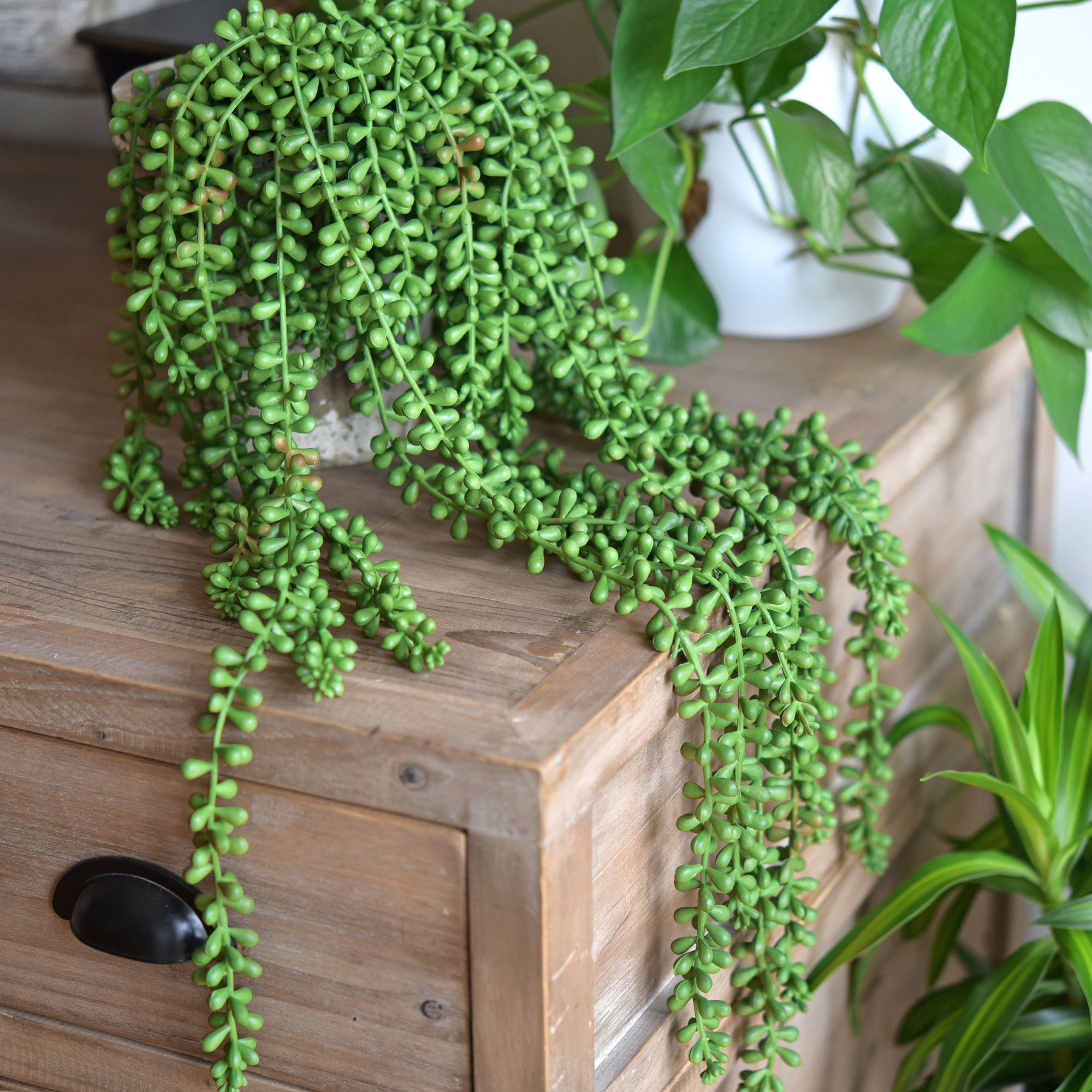 Fiveseasonstuff Artificial Faux String of Pearls Succulent Etsy
