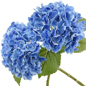 Puede incluir: Primer plano de dos cabezas de flores de hortensia azul vibrante con numerosos pétalos pequeños. Las flores tienen hojas y tallos verdes. La imagen está sobre un fondo blanco, resaltando el color y la textura de las flores.