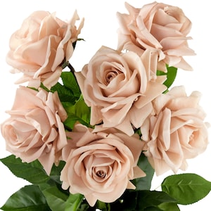 Pode incluir: Um buquê de seis rosas cor de rosa claro com folhas verdes.