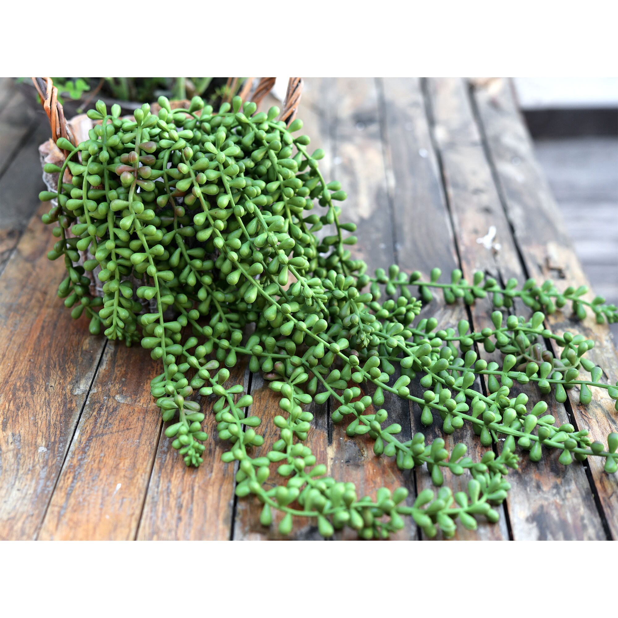 Fiveseasonstuff Artificial Faux String of Pearls Succulent Etsy