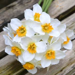 May include: A bunch of white daffodils with yellow centres. The flowers are arranged in a cluster and have a soft, delicate appearance.