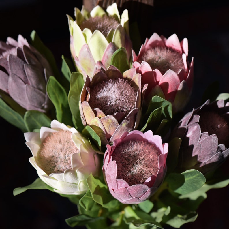 Dusty Rose Pink Sugarbush Baby Protea Silk Artificial Tropical Flowers 6 Stems 18.9 Tall FiveSeasonStuff Floral image 2