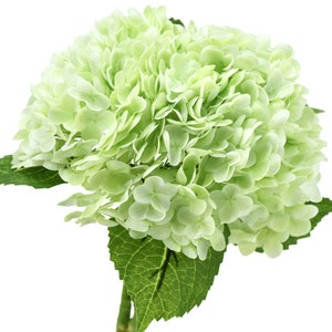 May include: A bouquet of light green hydrangeas with green leaves.