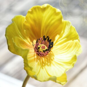 Puede incluir: Una sola flor de amapola amarilla con un centro oscuro y acentos rosados. La flor est&aacute; enfocada y el fondo est&aacute; desenfocado.