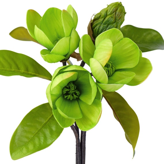 Grne Magnolie Stiele: Kunstblumen 30 cm 4 Stiele - Etsy.de