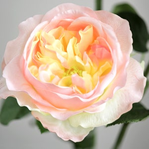 Puede incluir: Una sola rosa de color rosa pálido y amarillo con un centro fruncido y en capas. La rosa está en plena floración y tiene un aspecto delicado y femenino.