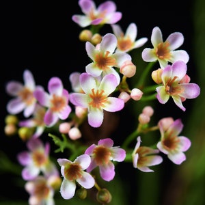 Blossom Pink Timeless Charm Wax Flowers, Long Stem Artificial Silk Flowers —FiveSeasonStuff Floral