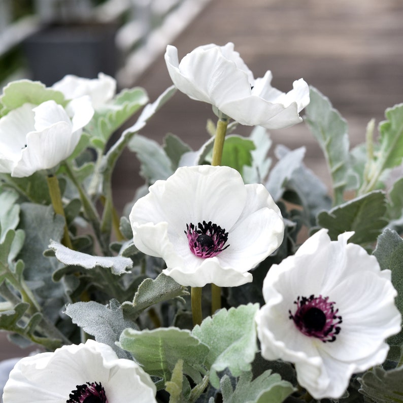 May include: A bouquet of white silk flowers with dark centers. The flowers are arranged in a vase with green leaves.