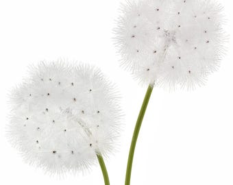 il_340x270.7134745136_7l7t.jpg
