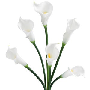 May include: A bouquet of six artificial calla lily flowers featuring smooth, white, trumpet-shaped petals and bright yellow spadices. Each flower is attached to a long, slender, dark green stem that converges at the base, creating a vertical arrangement.