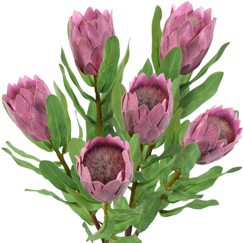 Dusty Rose Pink Sugarbush Baby Protea Silk Artificial Tropical Flowers 6 Stems 18.9 Tall FiveSeasonStuff Floral image 1