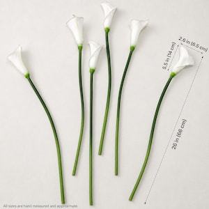 May include: Six white calla lily flowers with long green stems. The flower heads measure 5.5 inches in height and 2.6 inches in width, with a total stem length of 26 inches. The stems are thin and cylindrical, transitioning to white petals.