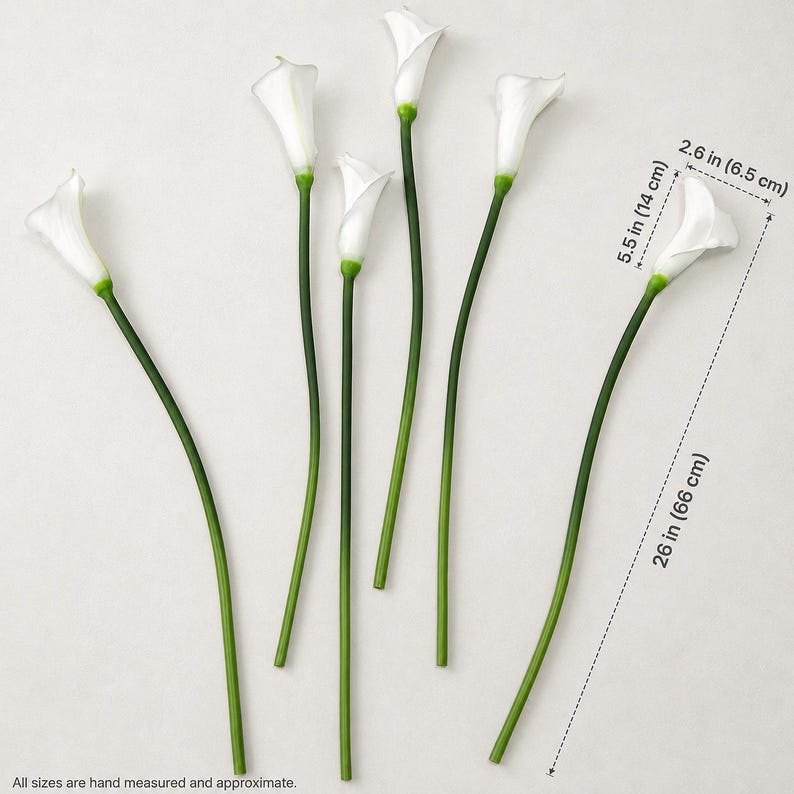 May include: Six white calla lily flowers with long green stems. The flower heads measure 5.5 inches in height and 2.6 inches in width, with a total stem length of 26 inches. The stems are thin and cylindrical, transitioning to white petals.