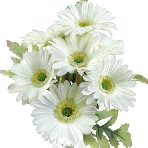 May include: A bouquet of white gerbera daisies with green leaves. The flowers are arranged in a cluster, with the blooms facing outwards.