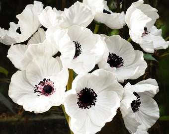 FiveSeasonStuff 10 Stems of Real Touch Artificial Poppy Flowers Home Decoration Remembrance Day White Flowers