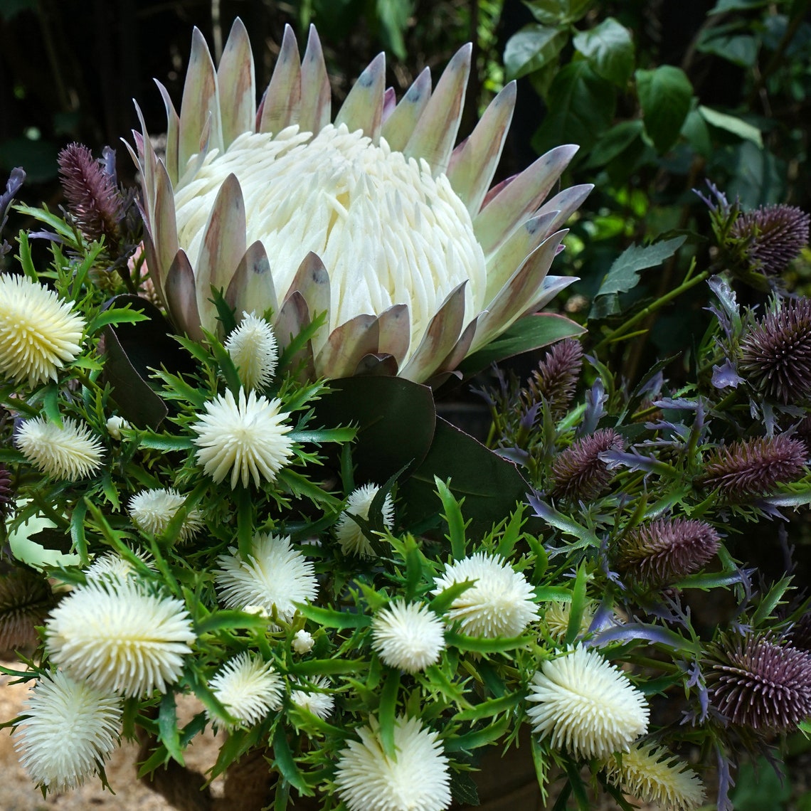 FiveSeasonStuff 1 Stem Floral White King Protea Silk Etsy