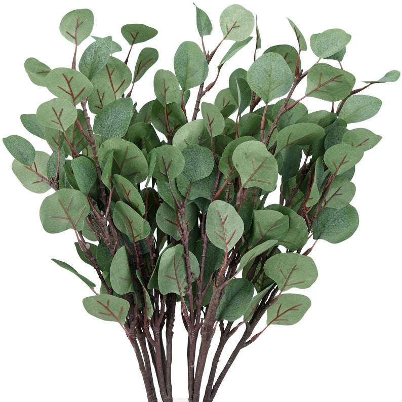 Office eucalyptus