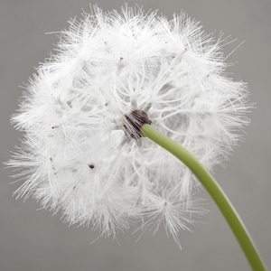 Faux Dandelion Stems (Oversized 25"): Wish Puff for Tall Vases