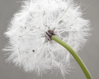 Tallos de diente de león artificiales (tamaño extragrande de 25"): Wish Puff para jarrones altos