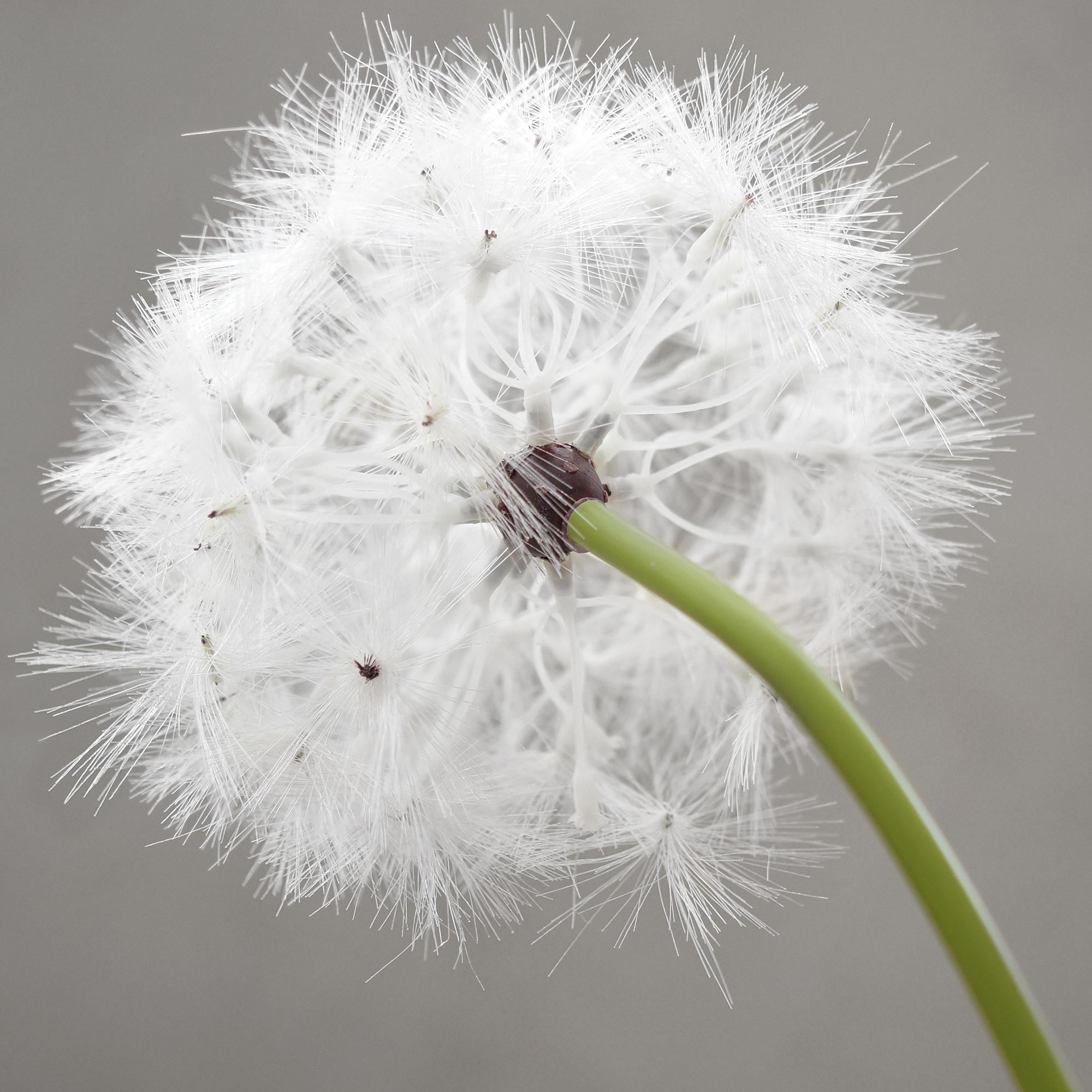 Knstliche pusteblume - Etsy Schweiz