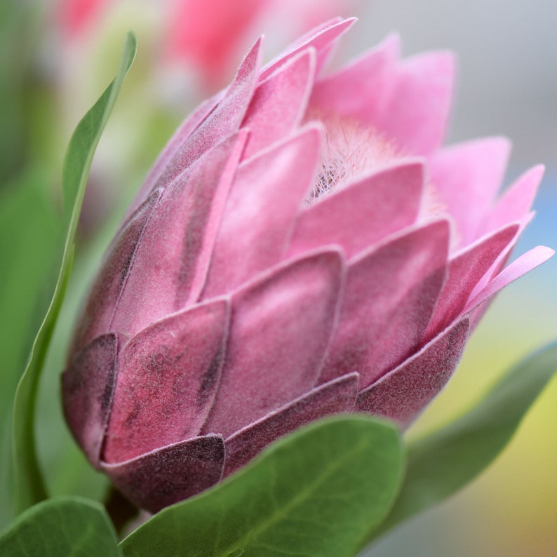 Dusty Rose Pink Sugarbush Baby Protea Silk Artificial Tropical Flowers 6 Stems 18.9 Tall FiveSeasonStuff Floral image 4