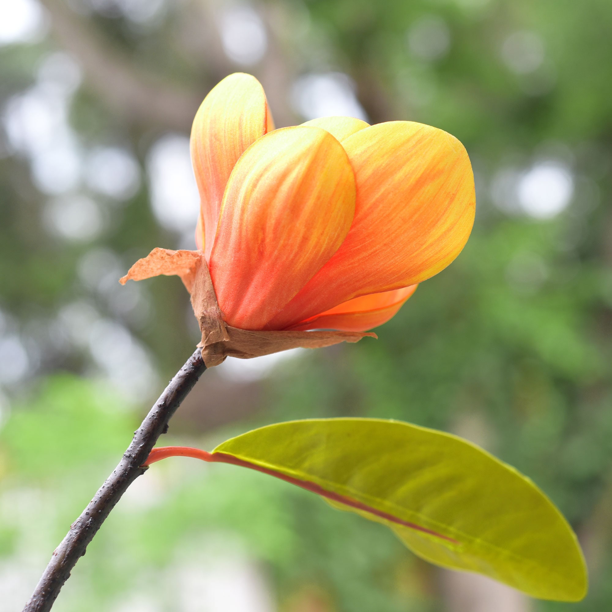 5 Stems Artificial Pale Violet Murraya Panniculata Branches Orange Jes –  FiveSeasonStuff