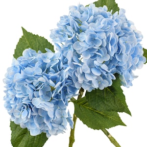 May include: Close-up of two light blue hydrangea flower heads with green leaves and stems. The flowers have multiple layers of delicate petals. The leaves are large and oval-shaped. The stems are a light green colour.