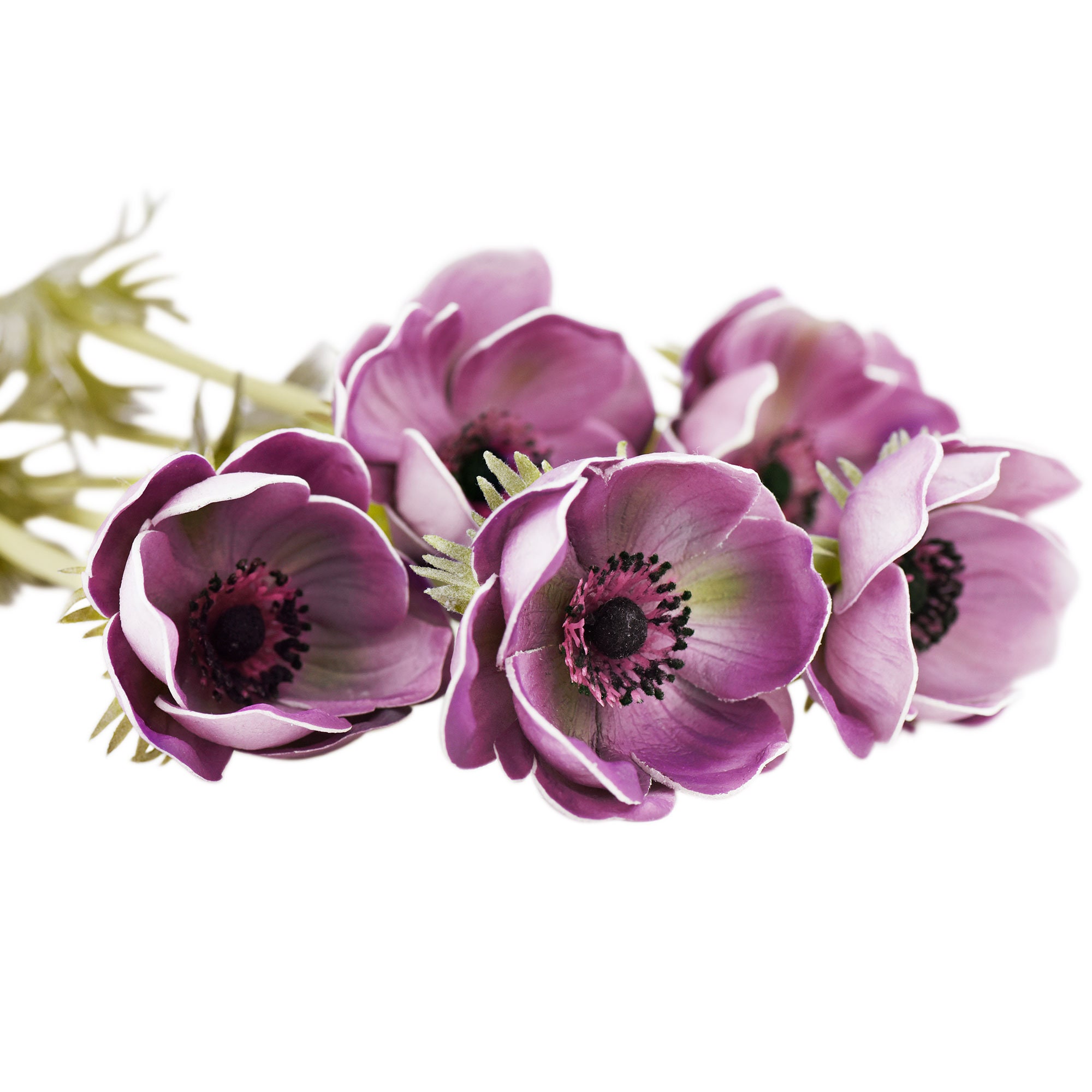 Fiveseasonstuff 5 Long Stems light Purple Anemone real - Etsy