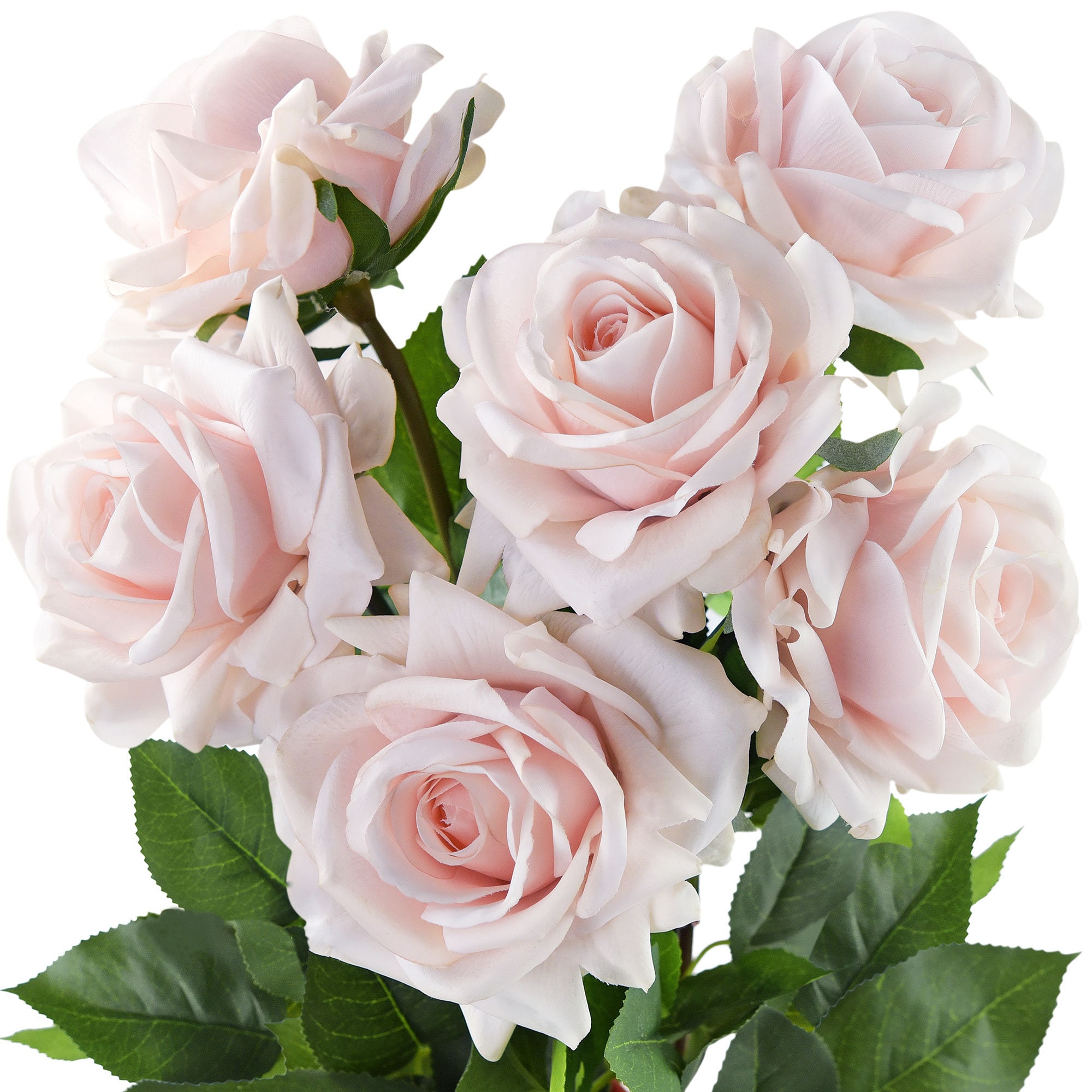 Light pink majolica clearance spray rose