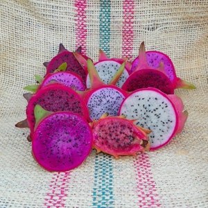 SpicyExotics.com Pitaya , Dragon Fruit ,  Plant Cuttings (2)