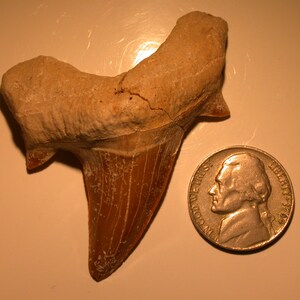 May include: A fossilized shark tooth, brown and cream in color, with a serrated edge. The tooth is about the size of a US nickel.