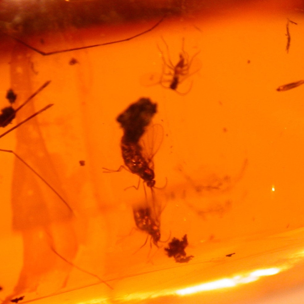 Tipulid Crane Fly With Moth on Very Long Legs, Psocopteran, Wasp, Flies ...