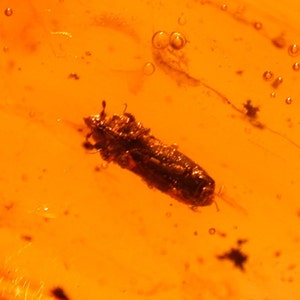 Very RARE Weevil Snout Beetle, Thrips Insect in Authentic Dominican Amber Fossil Gemstone