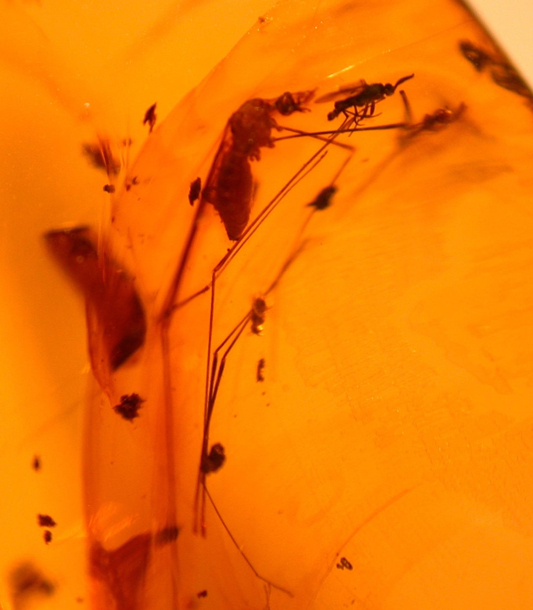 Tipulid Crane Fly With Moth on Very Long Legs, Psocopteran, Wasp, Flies ...