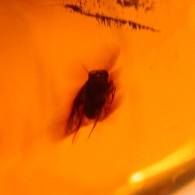 Tipulid Crane Fly With Moth on Very Long Legs, Psocopteran, Wasp, Flies ...