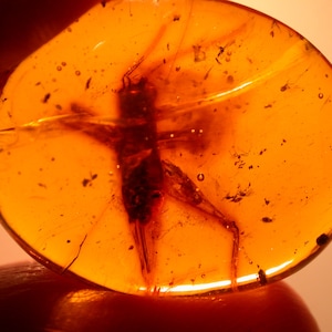 Super RARE Giant Cricket in Authentic Dominican Amber Fossil Gemstone Cabochon