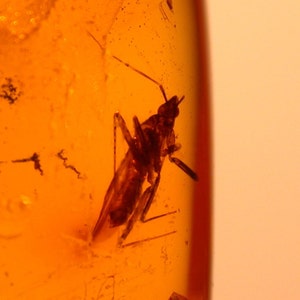 May include: A small, brown insect preserved in amber. The insect is visible through the clear, orange amber.