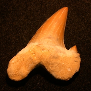May include: A fossilized shark tooth with a light brown color and a pointed tip. The tooth is attached to a piece of rock.