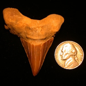 May include: A large, fossilized shark tooth, brown in color, with a pointed tip and ridges. The tooth is next to a US quarter for scale.