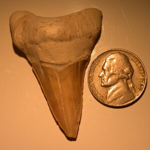 May include: A fossilized shark tooth, approximately the size of a US quarter, with a light brown color and a pointed tip.