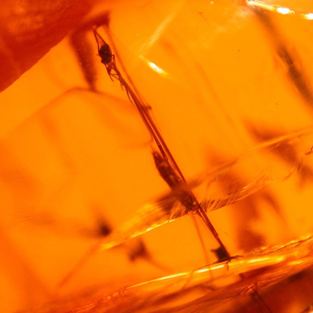 Tipulid Crane Fly With Moth on Very Long Legs, Psocopteran, Wasp, Flies ...