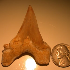 Puede incluir: Un diente de tiburón fosilizado, aproximadamente del tamaño de una moneda de 25 centavos de dólar estadounidense, con una punta puntiaguda y un color marrón.